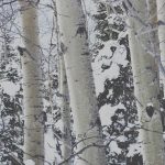 web 2025 A_village_tree_winter
